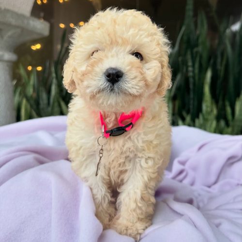 472863331_17860424979339755_1312555369048962051_n