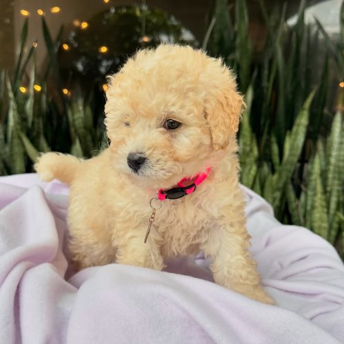 472868843_17860425000339755_5814539622764785344_n