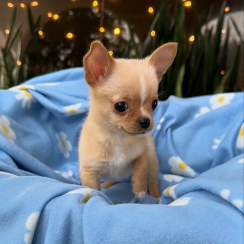 473670816_17860423362339755_7473658131138062207_n