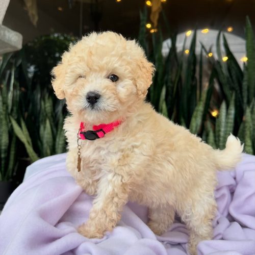 473709758_17860425009339755_4035508809094724602_n