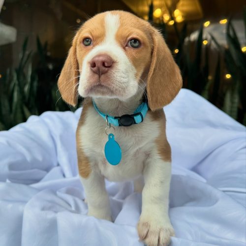 473713519_17860692837339755_7080984316697420330_n