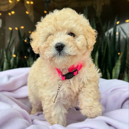 473714233_17860424946339755_1924253736446083209_n