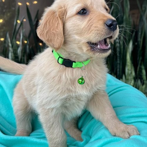 473717021_574260502047969_9216771361566343234_n