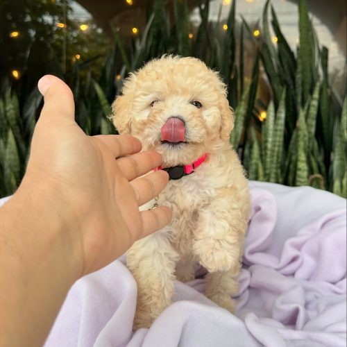 473732354_17860424964339755_4826147867601246873_n