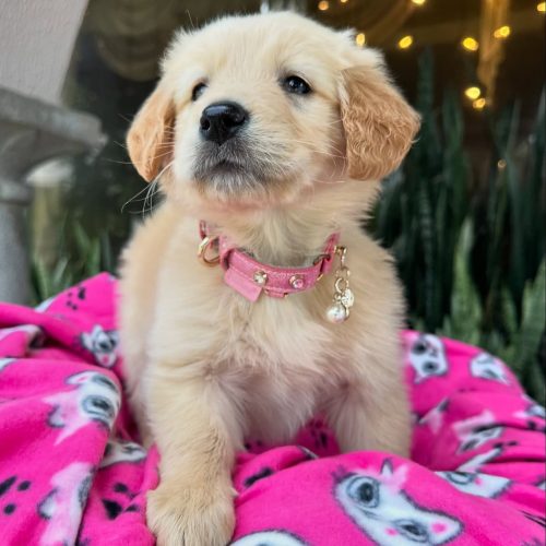 473739534_17860425546339755_7934746394789296064_n