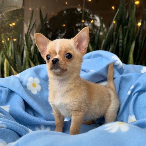 473747431_17860423317339755_5069319652008984777_n