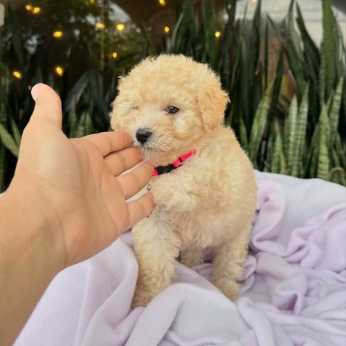 473748999_17860425027339755_7726369515221625096_n