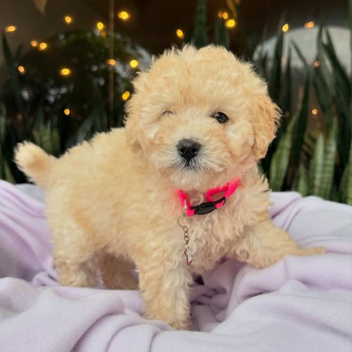 473760145_17860424955339755_7335095010310244518_n