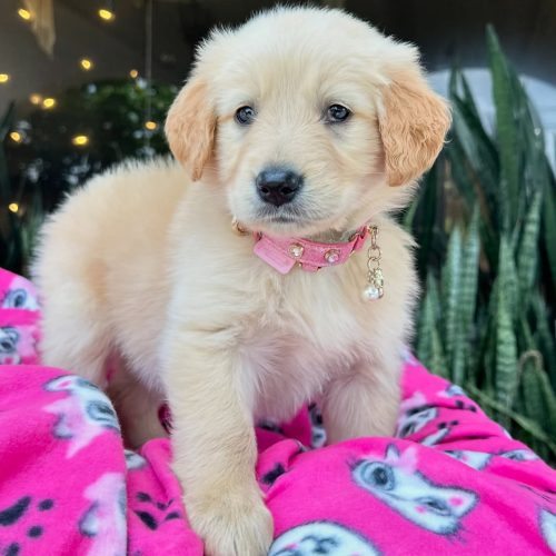 473797122_17860425507339755_2691520687556916104_n