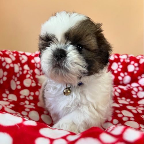 474688594_17861622390339755_4246594686332204278_n