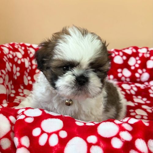 474735092_17861622402339755_3191615239573857996_n