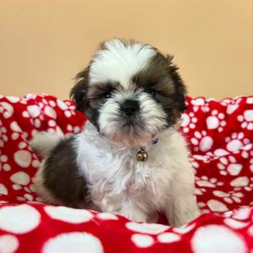 474798109_17861622411339755_2104624799272966144_n