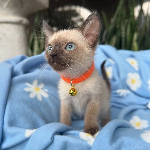 Snapinst.app_469722339_17855748189339755_4522066649146259590_n_1080