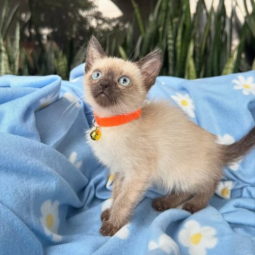 Snapinst.app_469723567_17855748144339755_3966021386626218837_n_1080