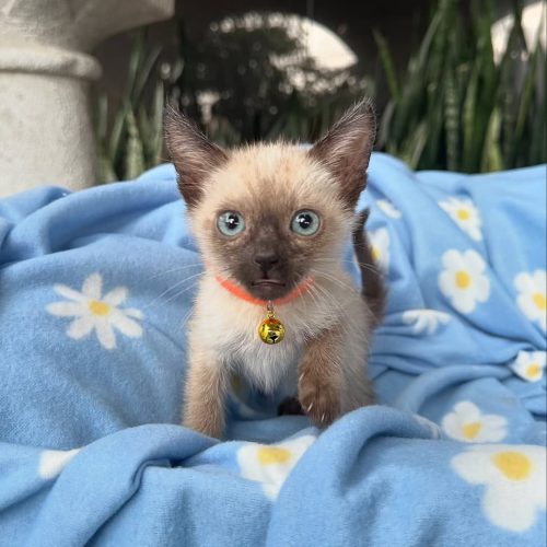 Snapinst.app_469737719_17855748153339755_3746680933405733847_n_1080