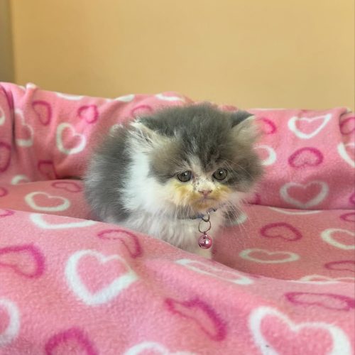 Snapinst.app_474646937_17861620443339755_7171432130674006334_n_1080