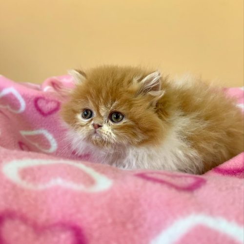 Snapinst.app_474650925_17861620590339755_3828187075804047340_n_1080