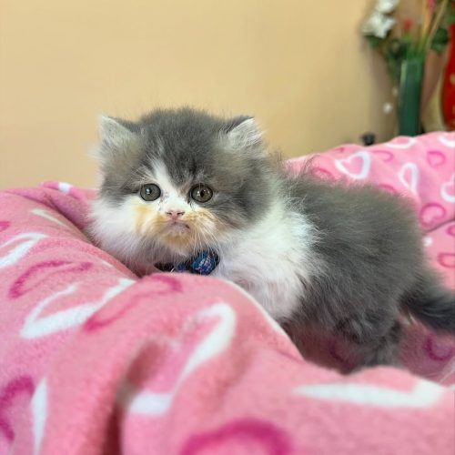 Snapinst.app_474655961_17861620413339755_176760687277753958_n_1080