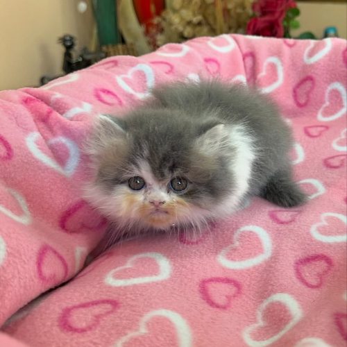 Snapinst.app_474781270_17861620434339755_8514411753444220370_n_1080