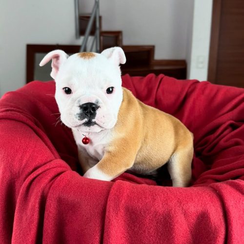 Snapinst.app_475375814_17862521679339755_703478268443663018_n_1080