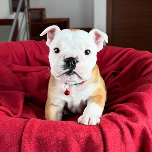 Snapinst.app_475417761_17862521622339755_5386293283346258917_n_1080