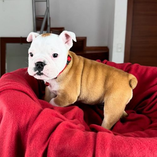 Snapinst.app_475554936_17862521661339755_4743580188512027697_n_1080