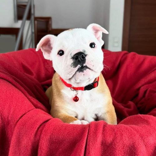 Snapinst.app_475721776_17862521589339755_2637503558274049974_n_1080