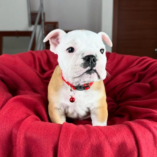 Snapinst.app_475972567_17862521670339755_725996001867169370_n_1080