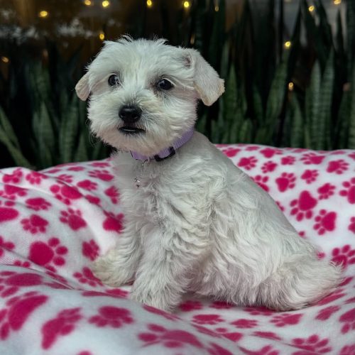 Snapinst.app_479164277_17864424849339755_2434383074023639297_n_1080