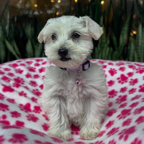 Snapinst.app_479180292_17864424861339755_5089017582188805445_n_1080