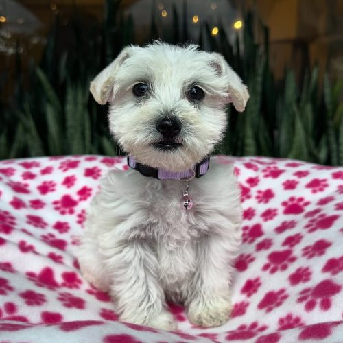 Snapinst.app_479876994_17864424768339755_5176468917537708615_n_1080